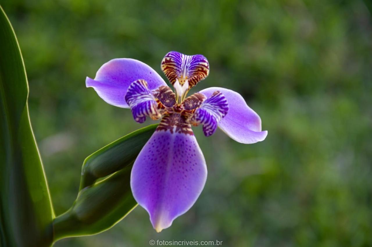 Pousada Natureza Divina 帕拉蒂 外观 照片