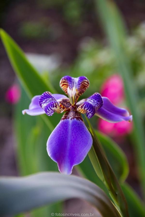 Pousada Natureza Divina 帕拉蒂 外观 照片