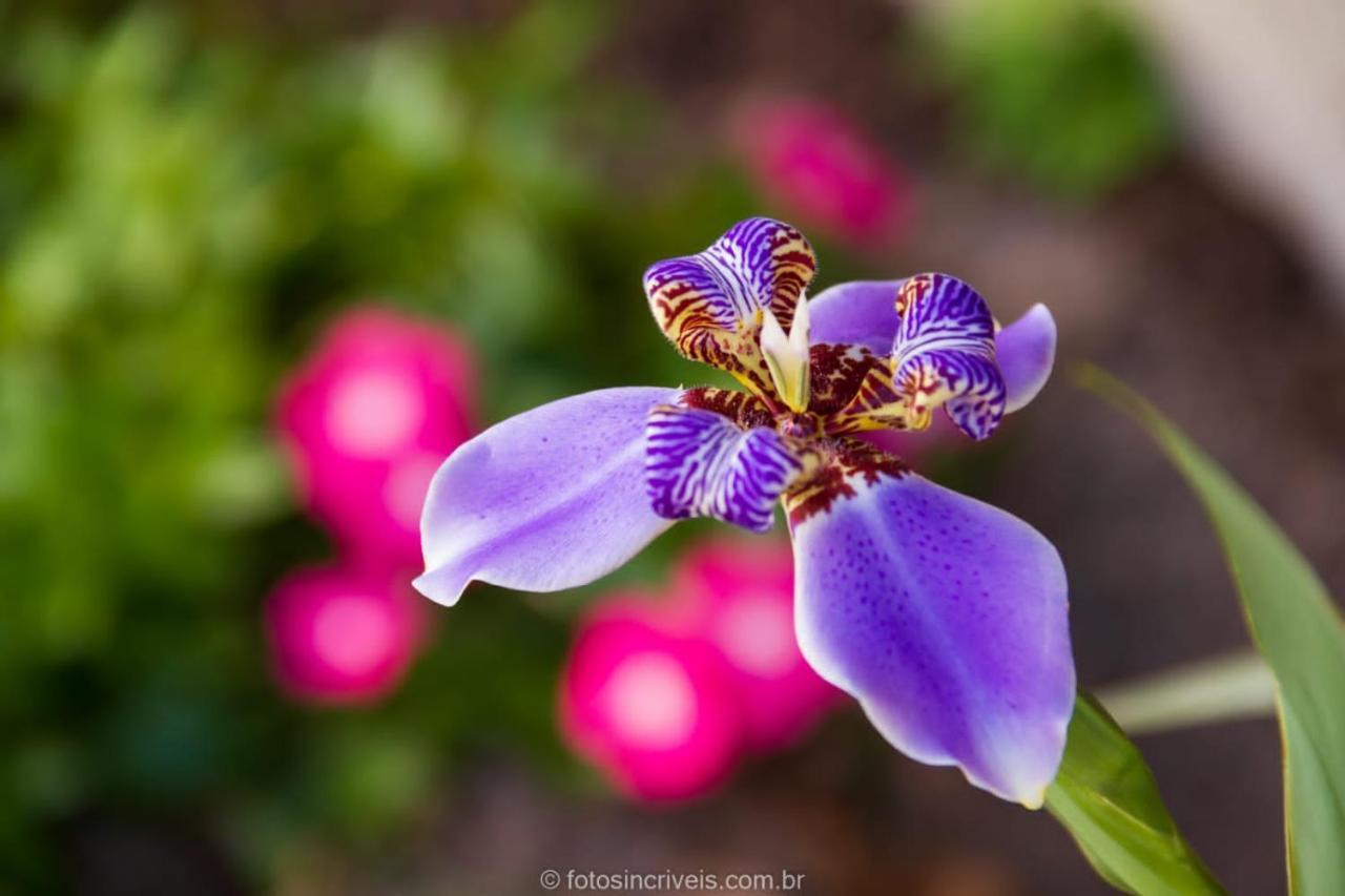 Pousada Natureza Divina 帕拉蒂 外观 照片